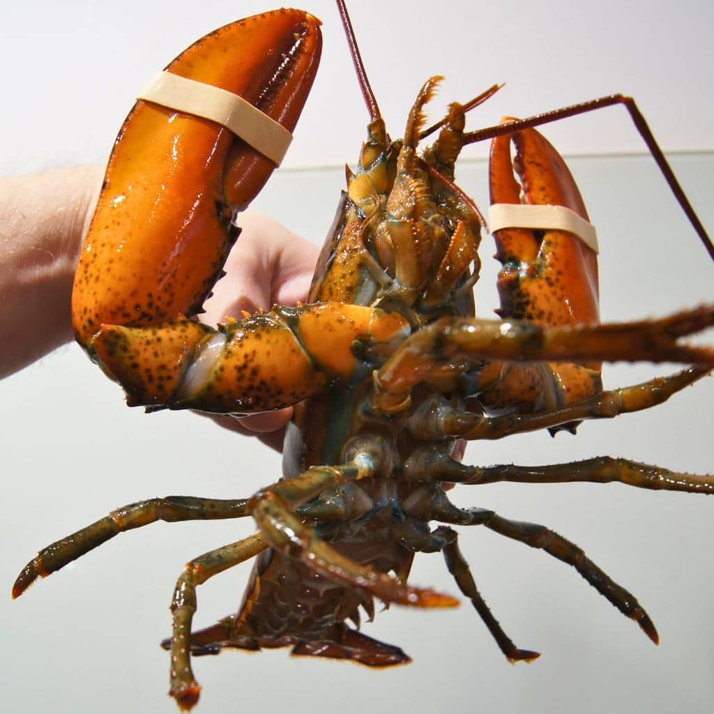 Co to znaczy live cooking? 6 Co to znaczy live cooking?