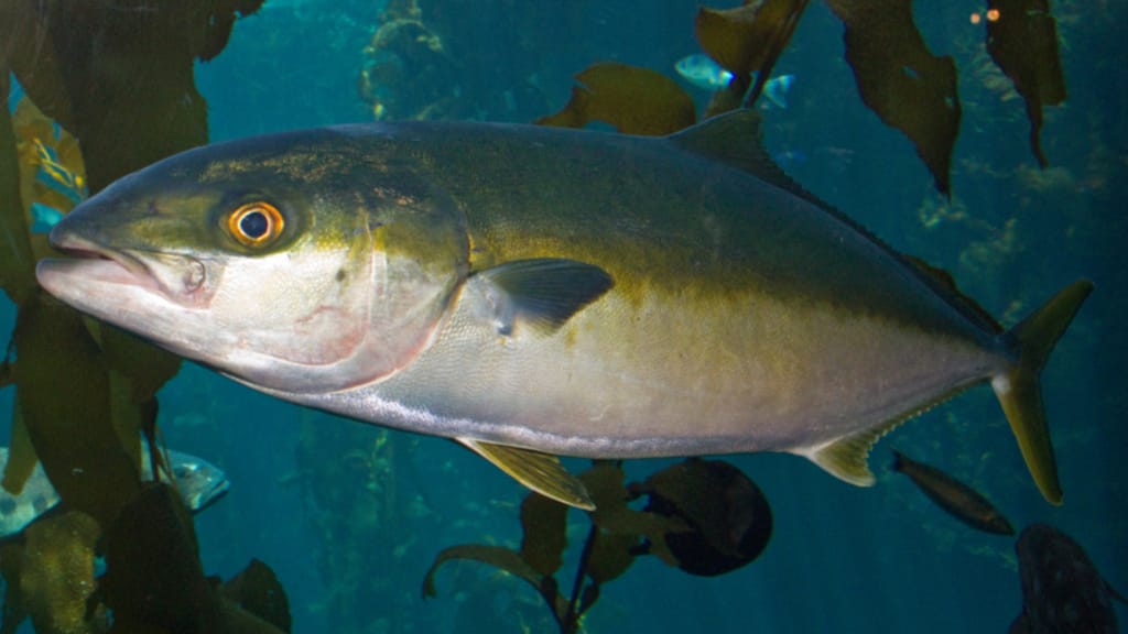 Ryby do Sushi – Esencja Japońskiej Sztuki Kulinarnej 5 Ryby do Sushi – Esencja Japońskiej Sztuki Kulinarnej