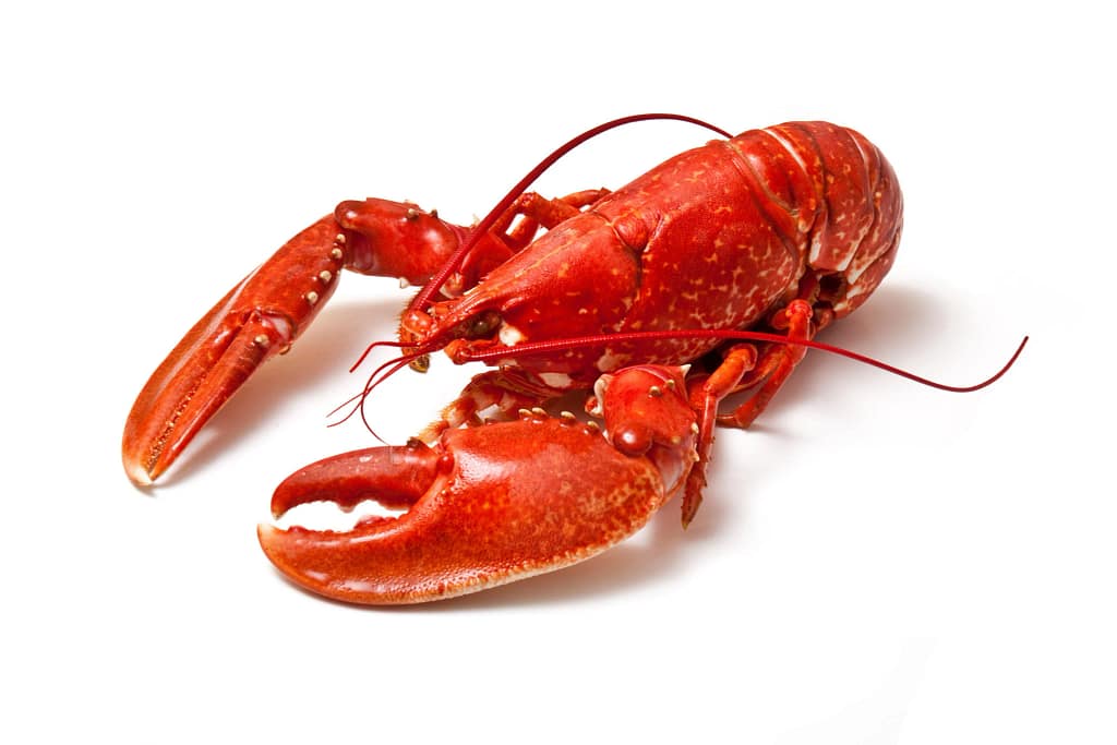 Luksusowe Dodatki do Sushi - Smak i Styl 6 Homar do sushi