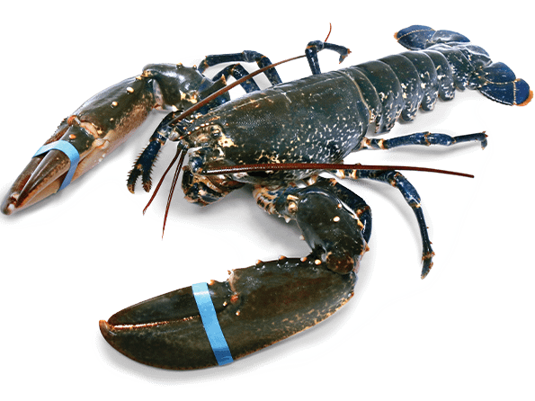 Owoce Morza w Sushi – Wyrafinowany Smak i Tradycja 4 homar do sushi